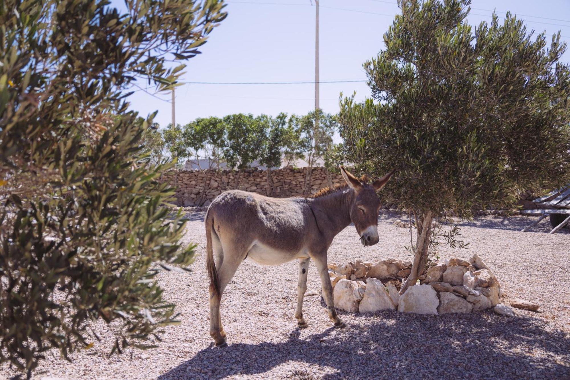 House Of Omm Bed & Breakfast Sidi Kaouki Exterior foto